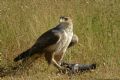 Aquila fasciata